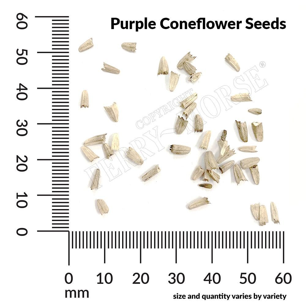 purple cone flower seeds Purple Coneflower Echinacea Seeds 400mg from Ferry-Morse Seeds