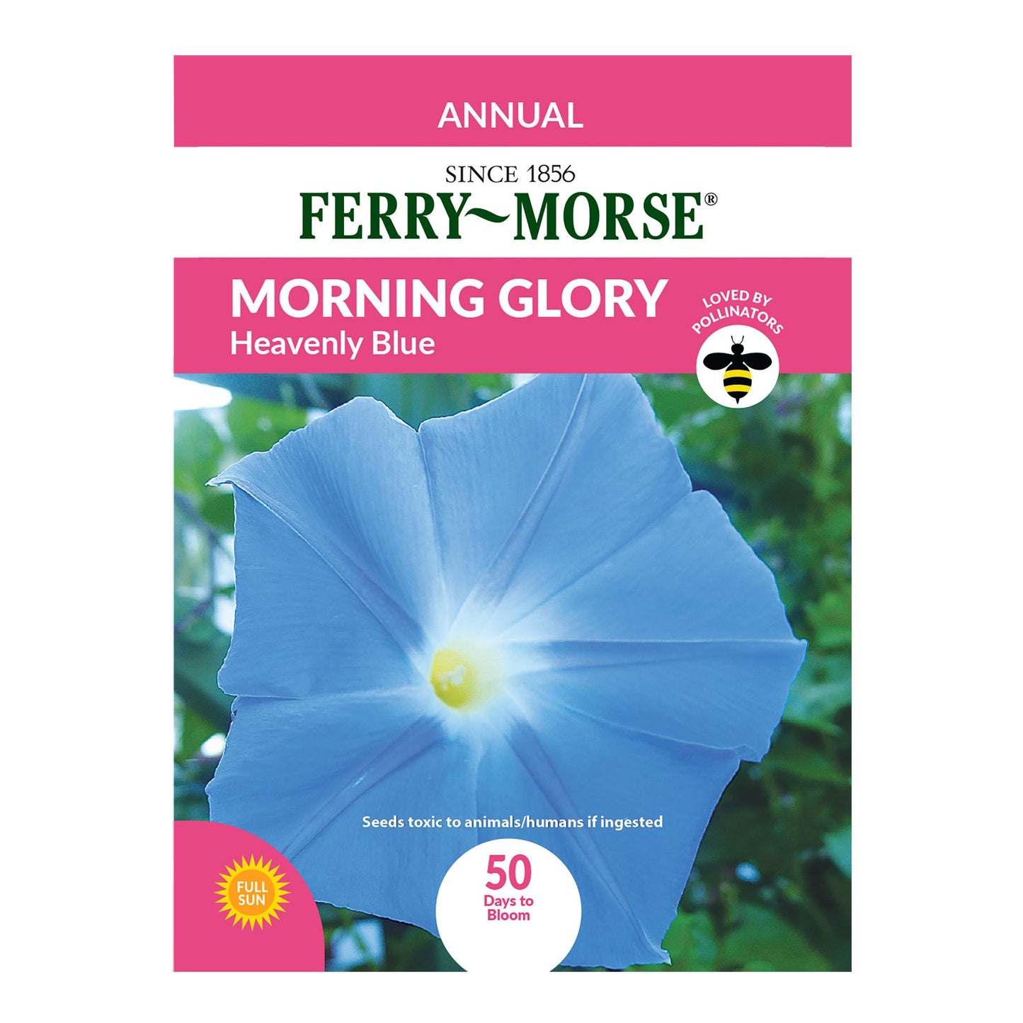 Morning Glory, Heavenly Blue Seeds