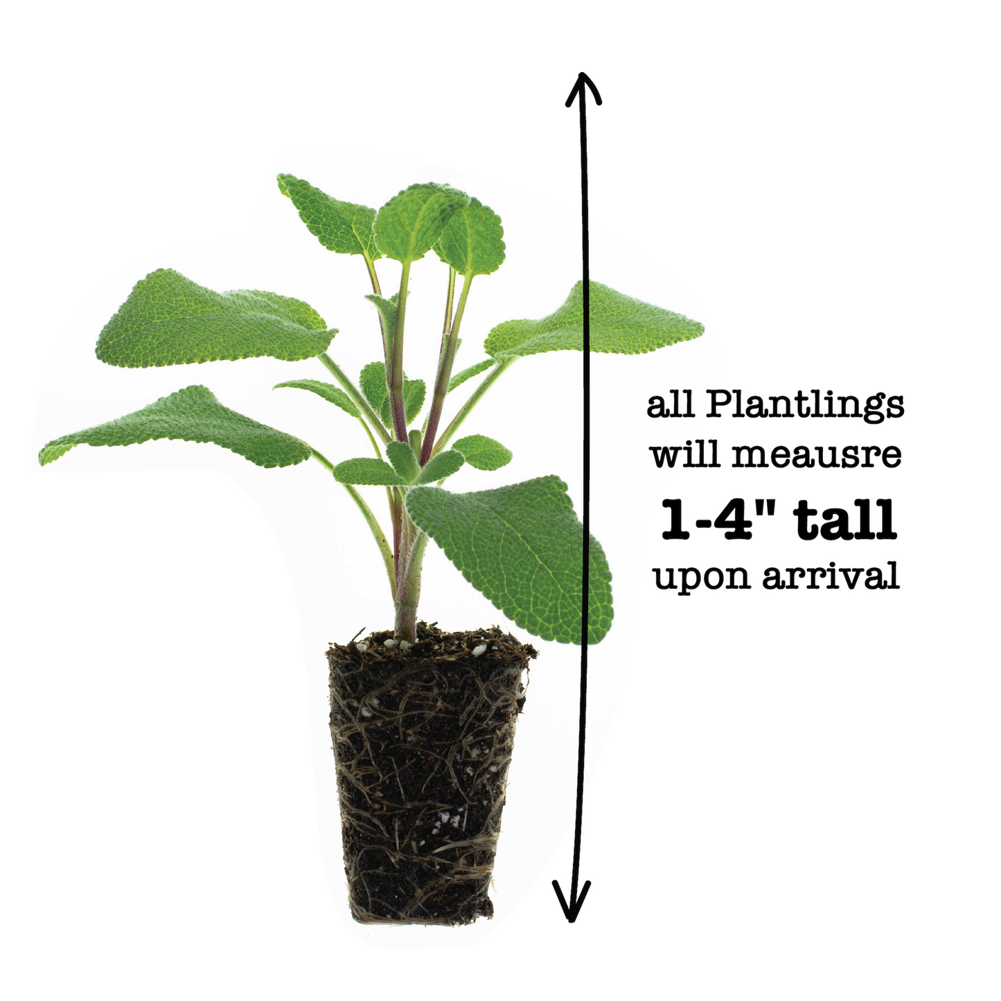 Sage Berggarten Plantlings Live Baby Plants 1-3in., 3-Pack