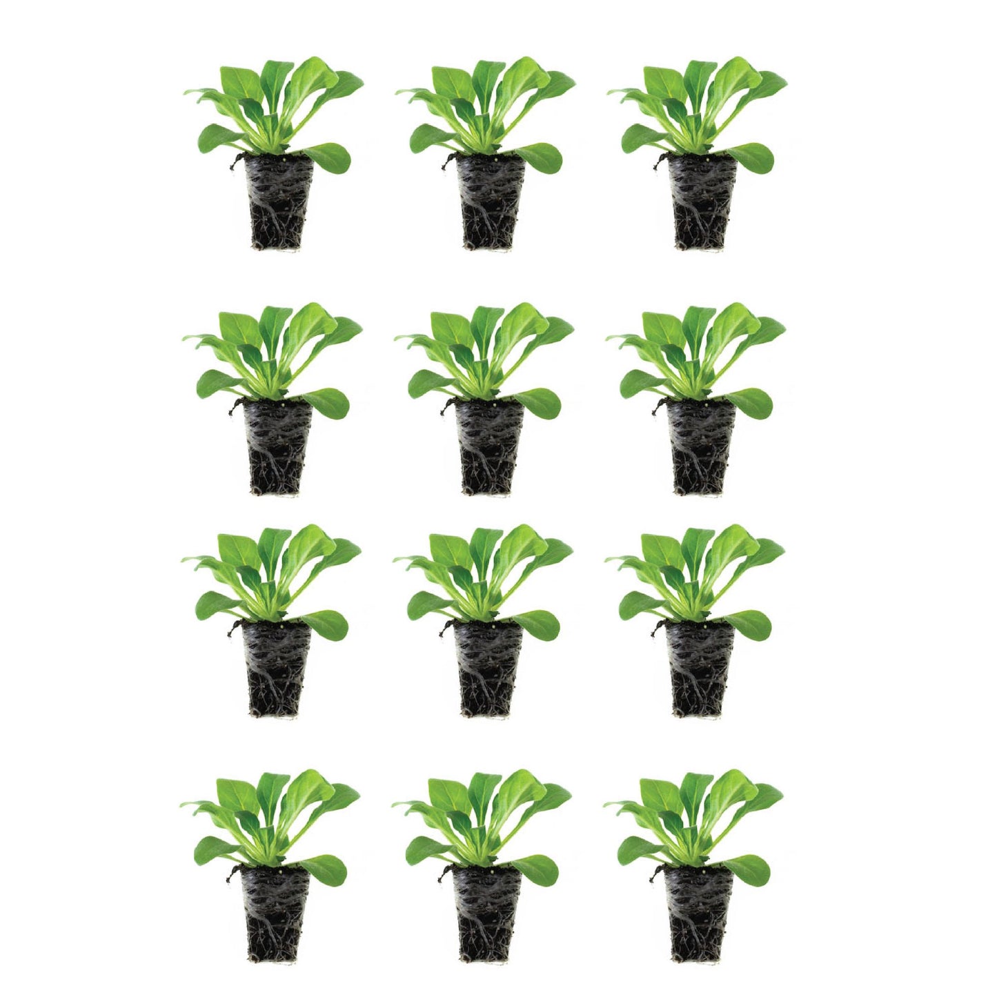 Petunia E3 Easy Wave® Peppermint Mix Plantlings Kit Live Baby Plants 1-3in., 12-Pack