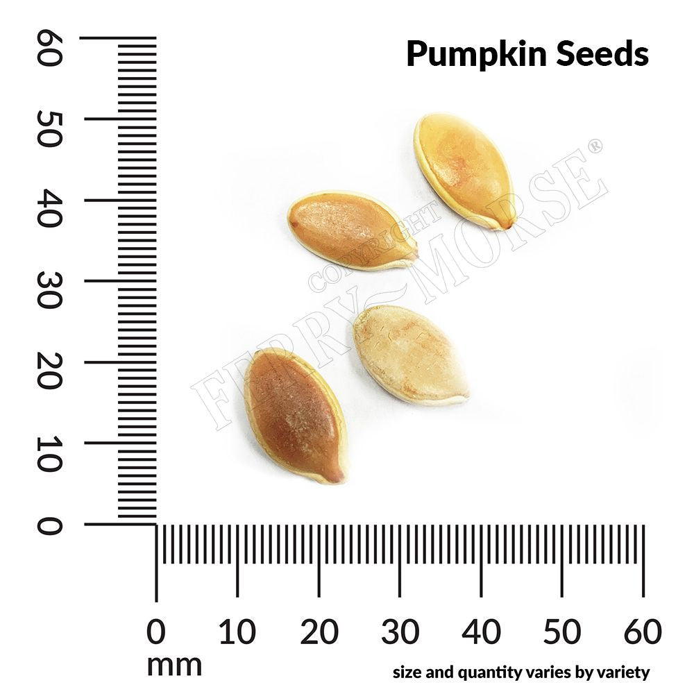 Pumpkin, Mini Harvest Blend Seeds