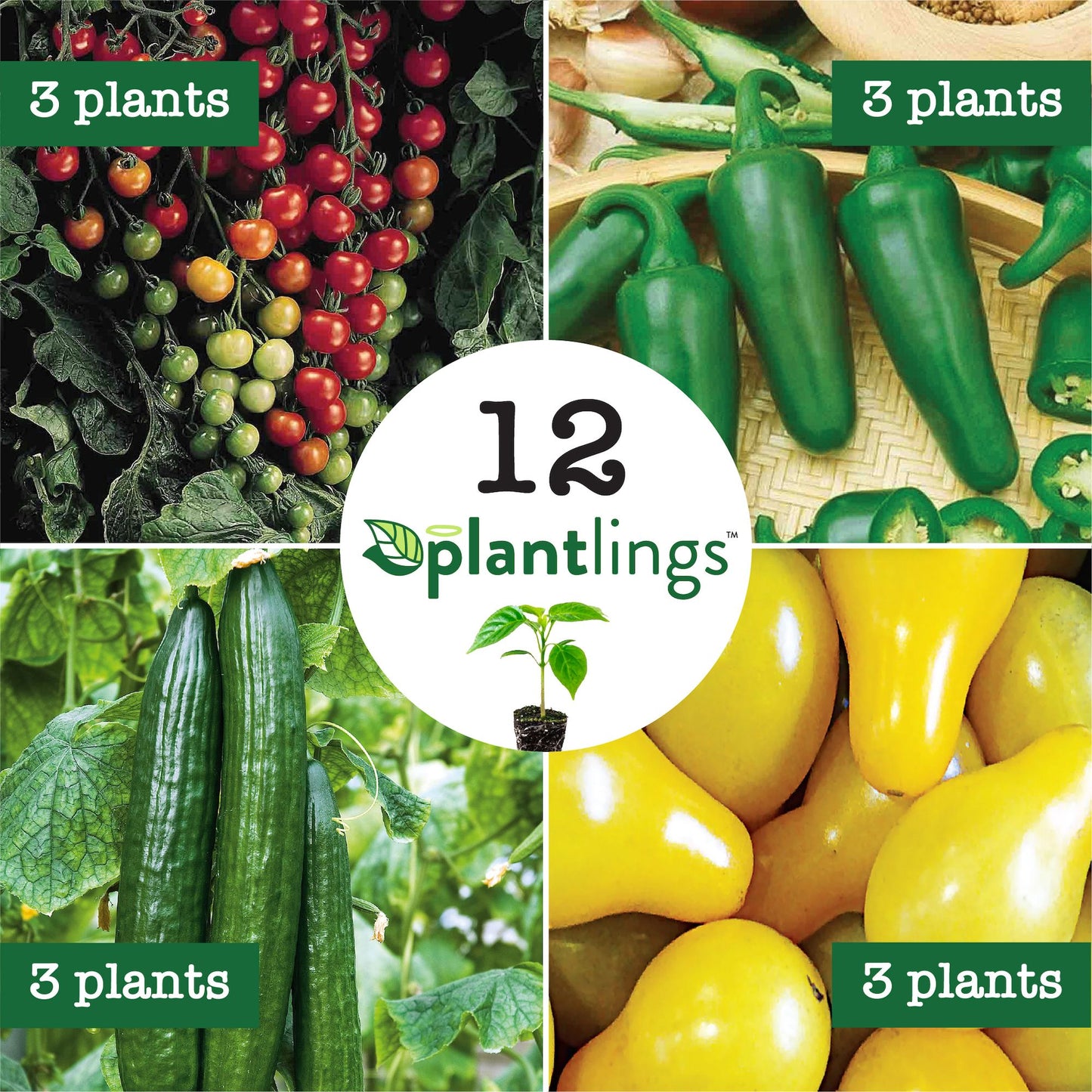 Beginner Veggie Garden Plantlings Kit Live Baby Plants 1-3in., 12-Pack
