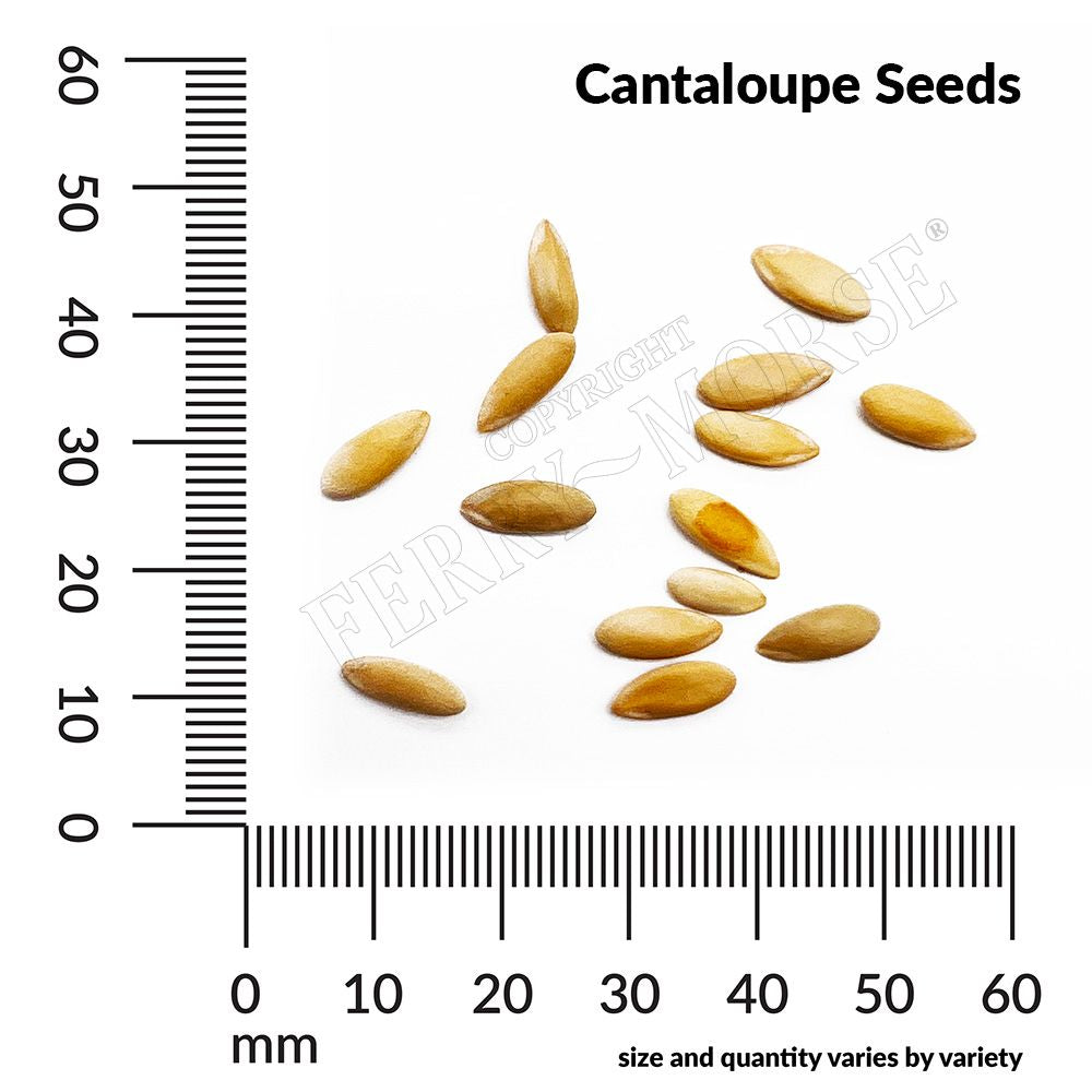 Cantaloupe, Sierra Gold Organic Seeds