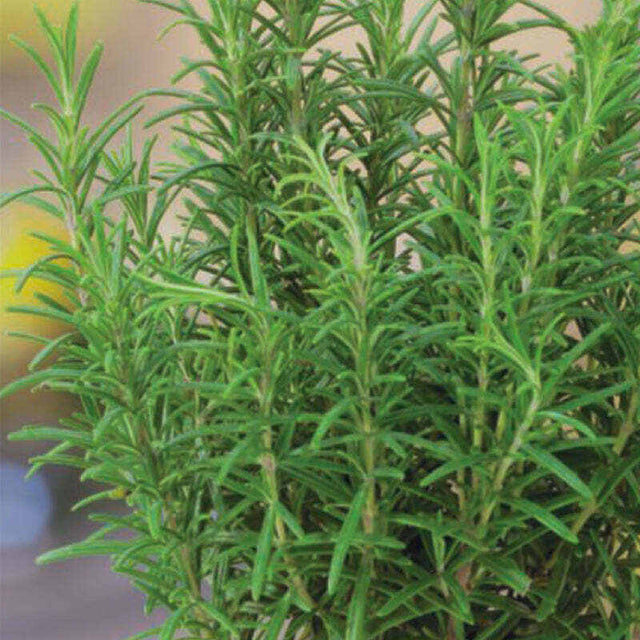 Herb Garden Seeds