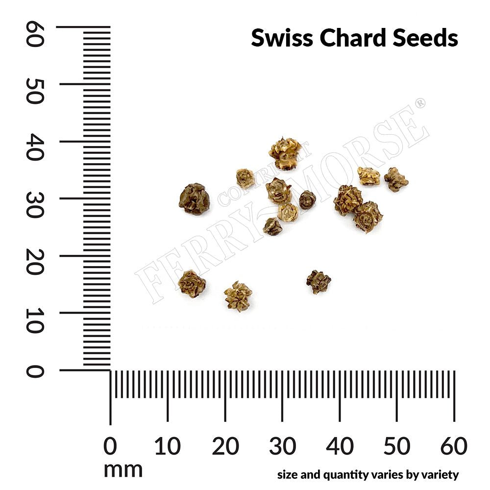 Swiss Chard, Mixed Colors Organic Seeds