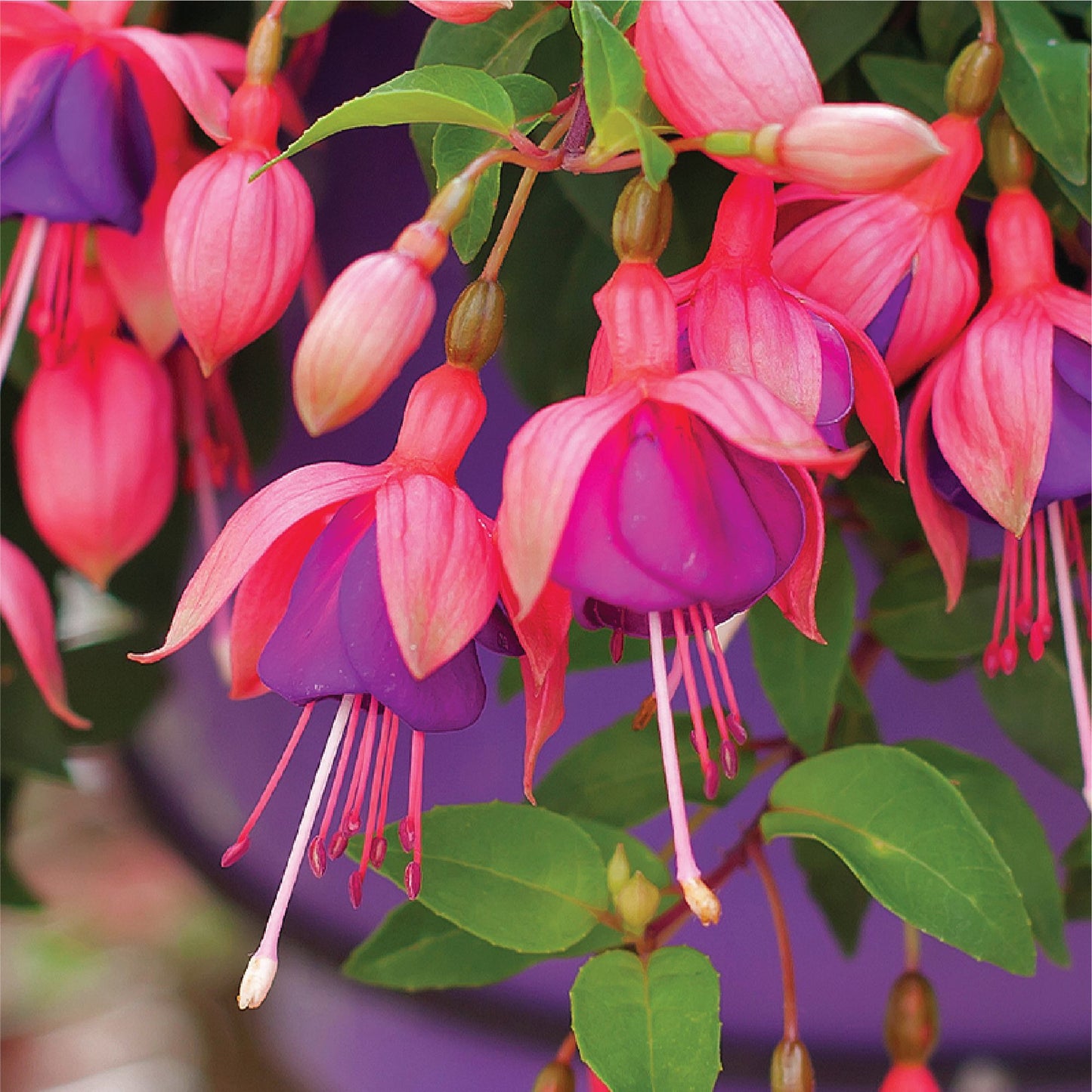 Fuchsia Bella Maria Rose Plantlings Plus Live Baby Plants 4in. Pot, 2-Pack