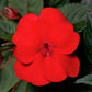 Impatiens Exotic Sunpatiens Compact Red Deep Plantlings Live Baby Plants 1-3in., 6-Pack