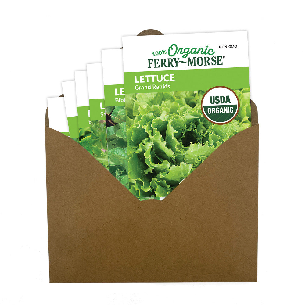 Cold Hardy Organic Lettuce Seed Bundle (6 Pack)