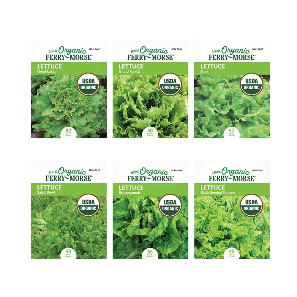 Cold Hardy Organic Lettuce Seed Bundle (6 Pack)