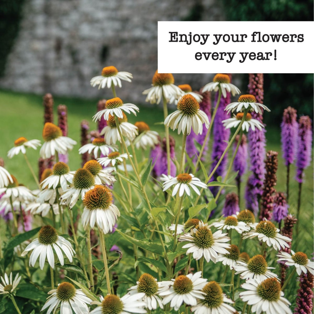 fall planted flower seeds Ferry-Morse Perennials to Plant in Fall Seed Variety Pack