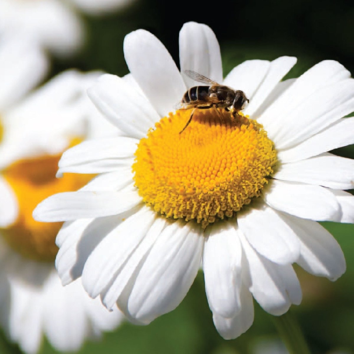 seeds daisy flower Shasta Daisy Alaska Seeds 300mg from Ferry-Morse Seeds