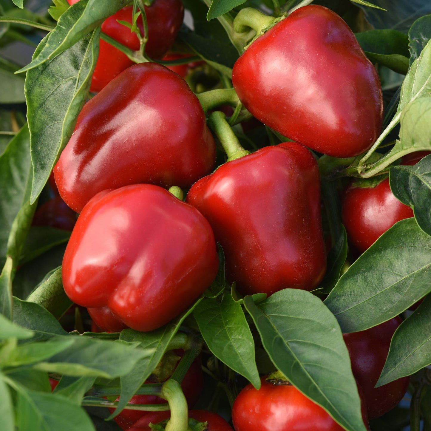 Pepper Sweet Snackabelle Red Pepper Plantlings Live Baby Plants 1-3in., 3-Pack