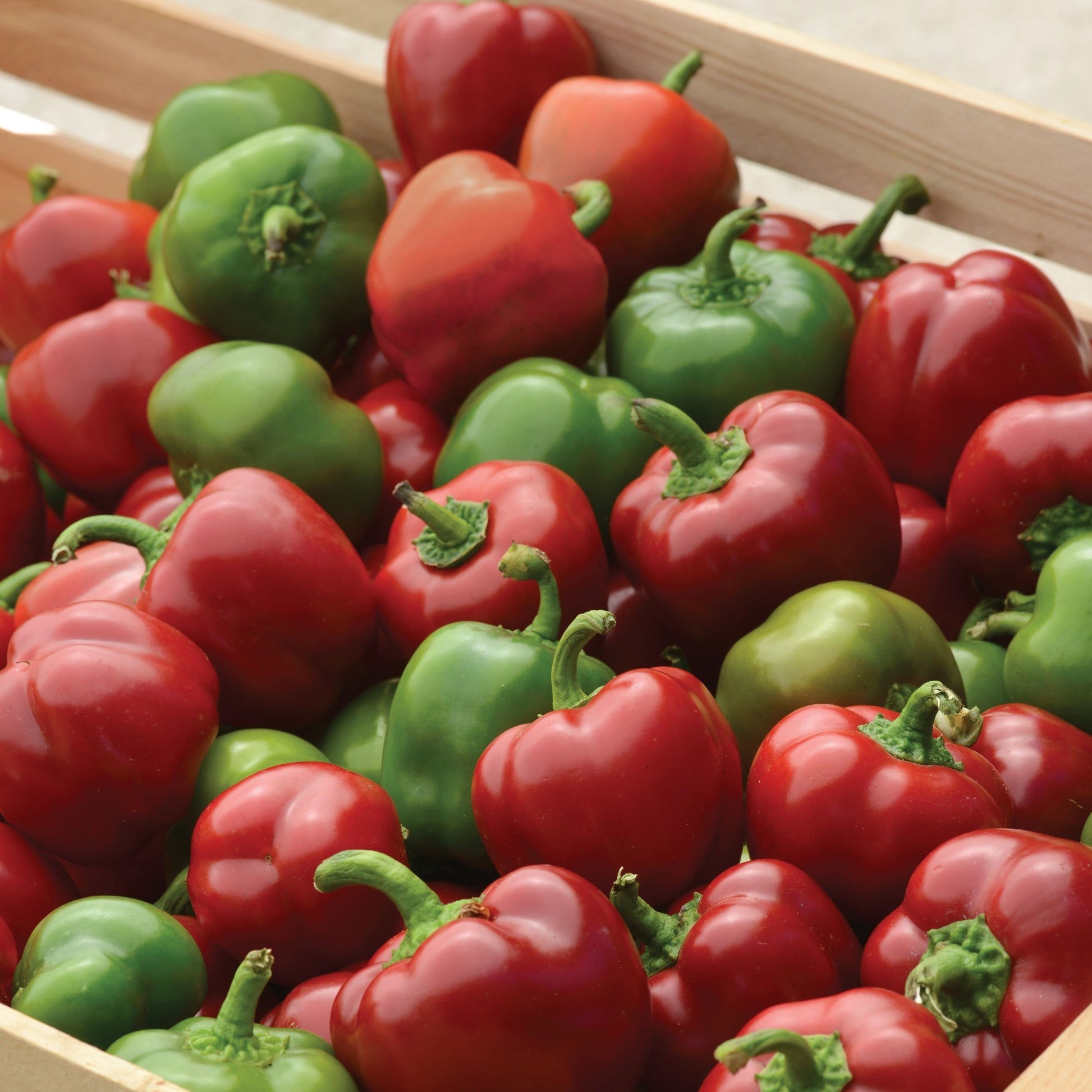 Rainbow Bell Pepper Collection