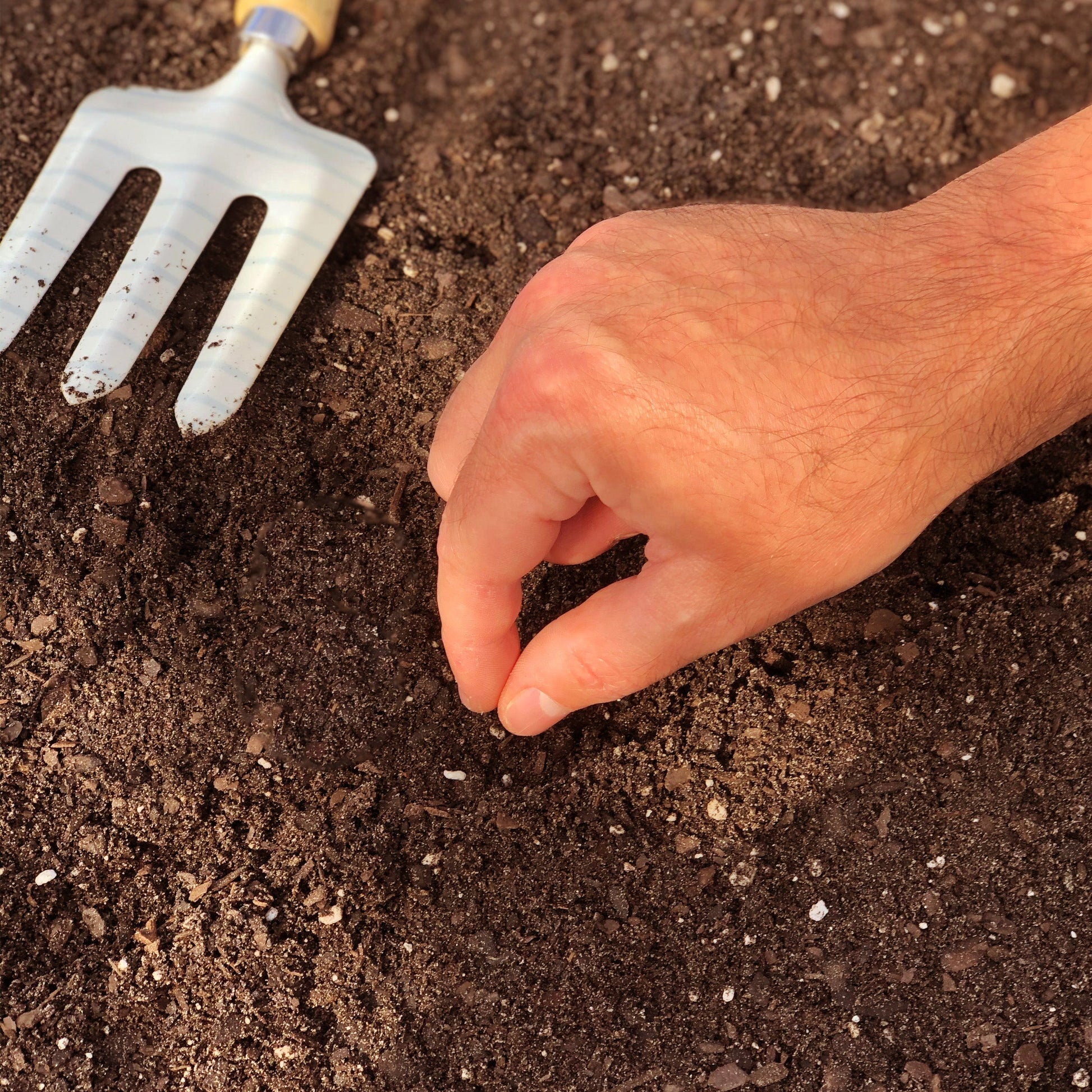 Planting Heirloom Champion Radish Seeds directly into your outdoor garden.