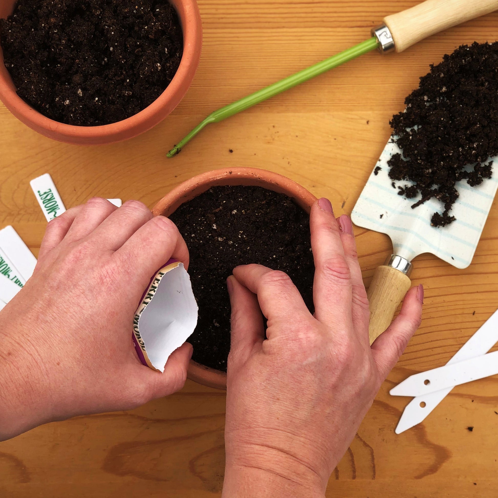 Sowing Sugar Snap Peas Seeds into containers filled with Jiffy seed starting mix.