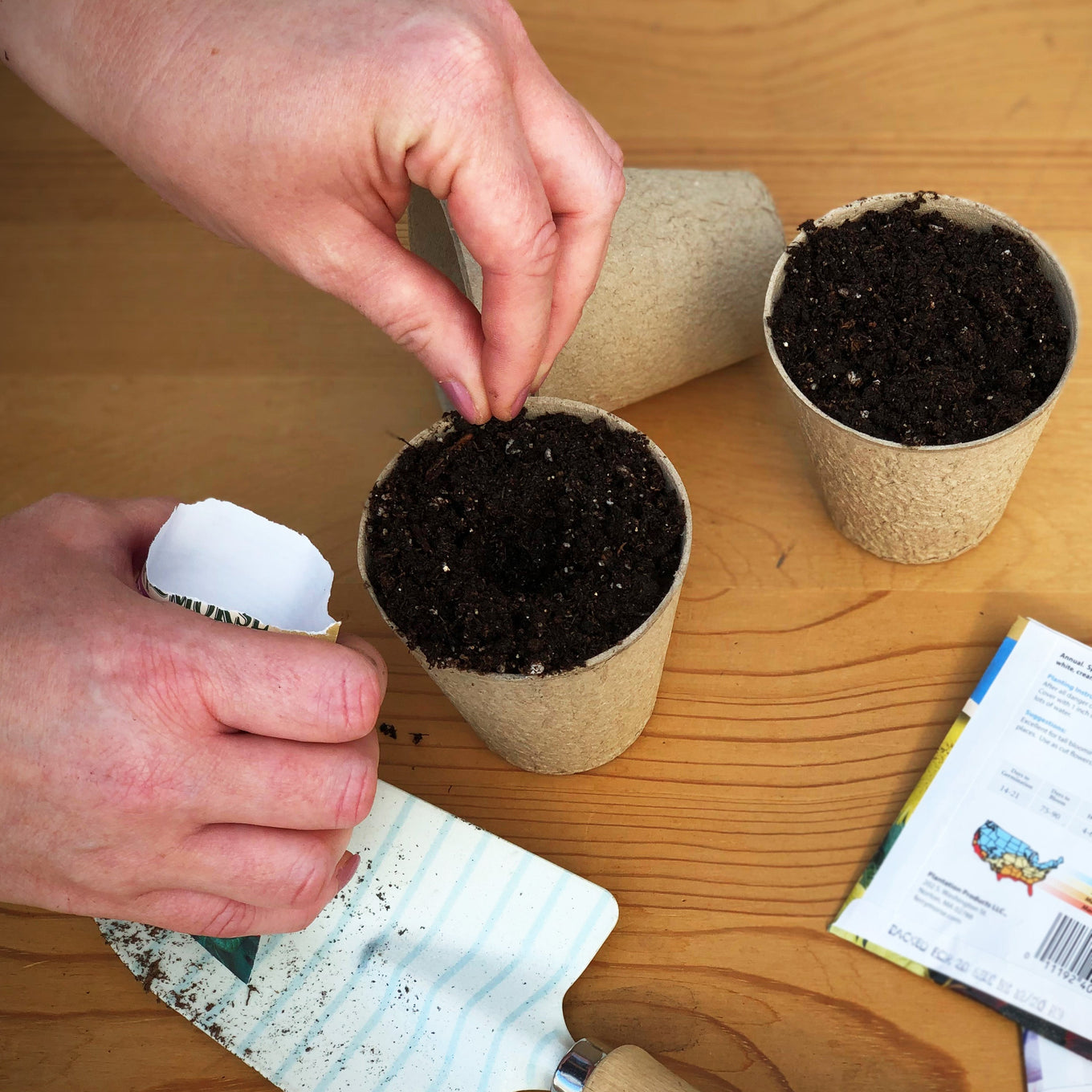 Start Big Boy Hybrid Tomato seeds in biodegradable Jiffy peat pots filled with seed starting mix.