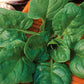Spinach, Baby Leaf Seeds Online Edition