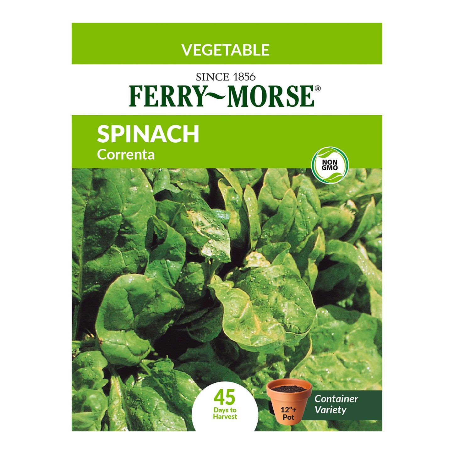 Spinach, Correnta Seeds