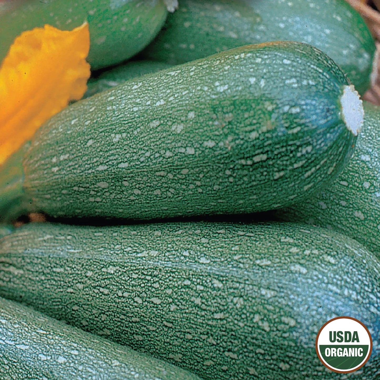 Squash, Grey Zucchini Organic Seeds