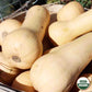 Squash, Waltham Butternut Organic Seeds Online Edition