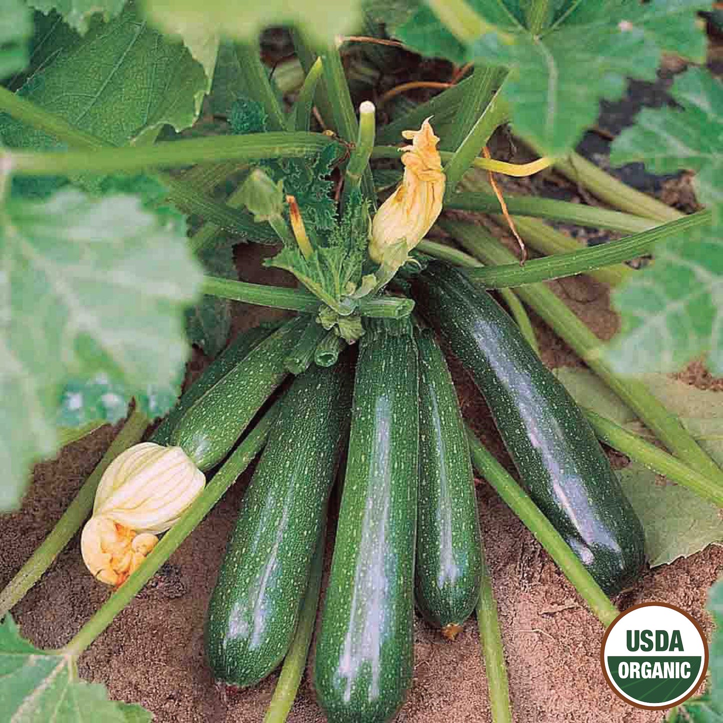 Squash, Zucchini Elite Organic Seeds