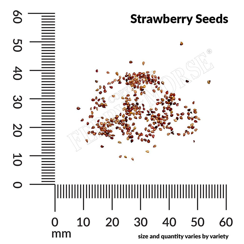 Strawberry, Alpine Seeds