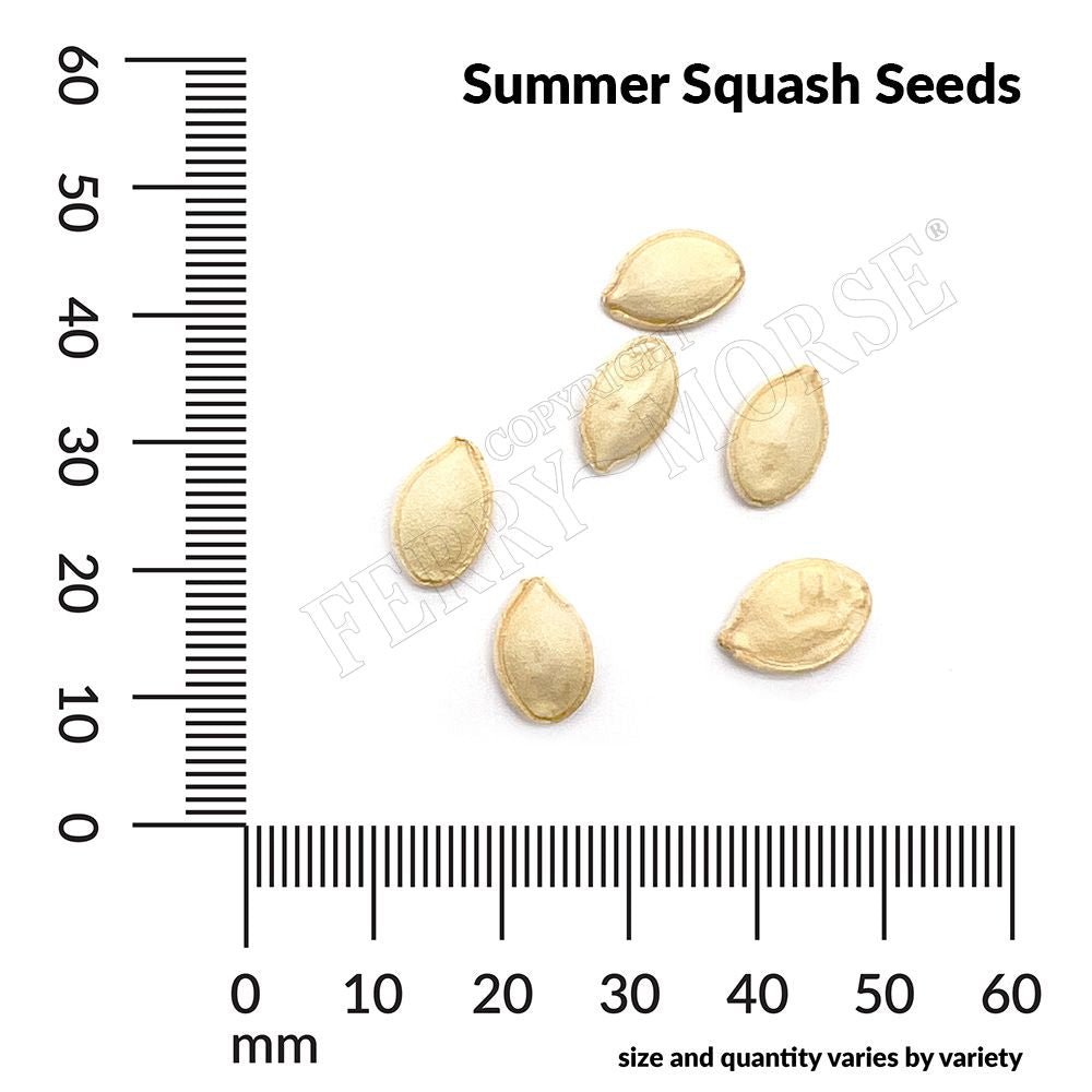 Squash, Fordhook Zucchini Organic Seeds | Organic Zucchini – Ferry