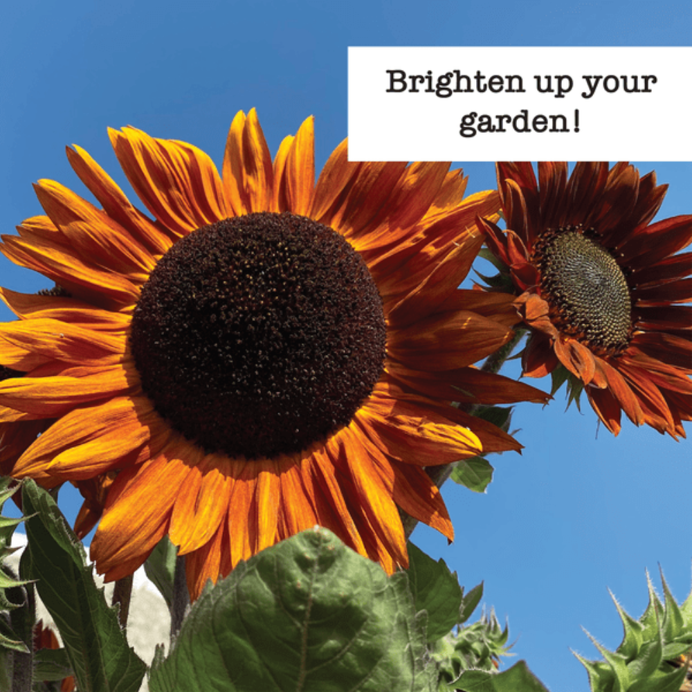 sunflower planting seeds Grow the Sunshine Sunflower Seed Variety Pack