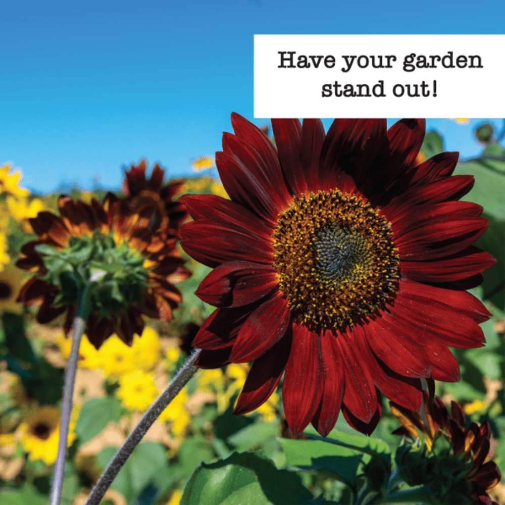 sunflower seeds garden Ferry-Morse Grow the Sunshine Sunflower Seed Variety Pack