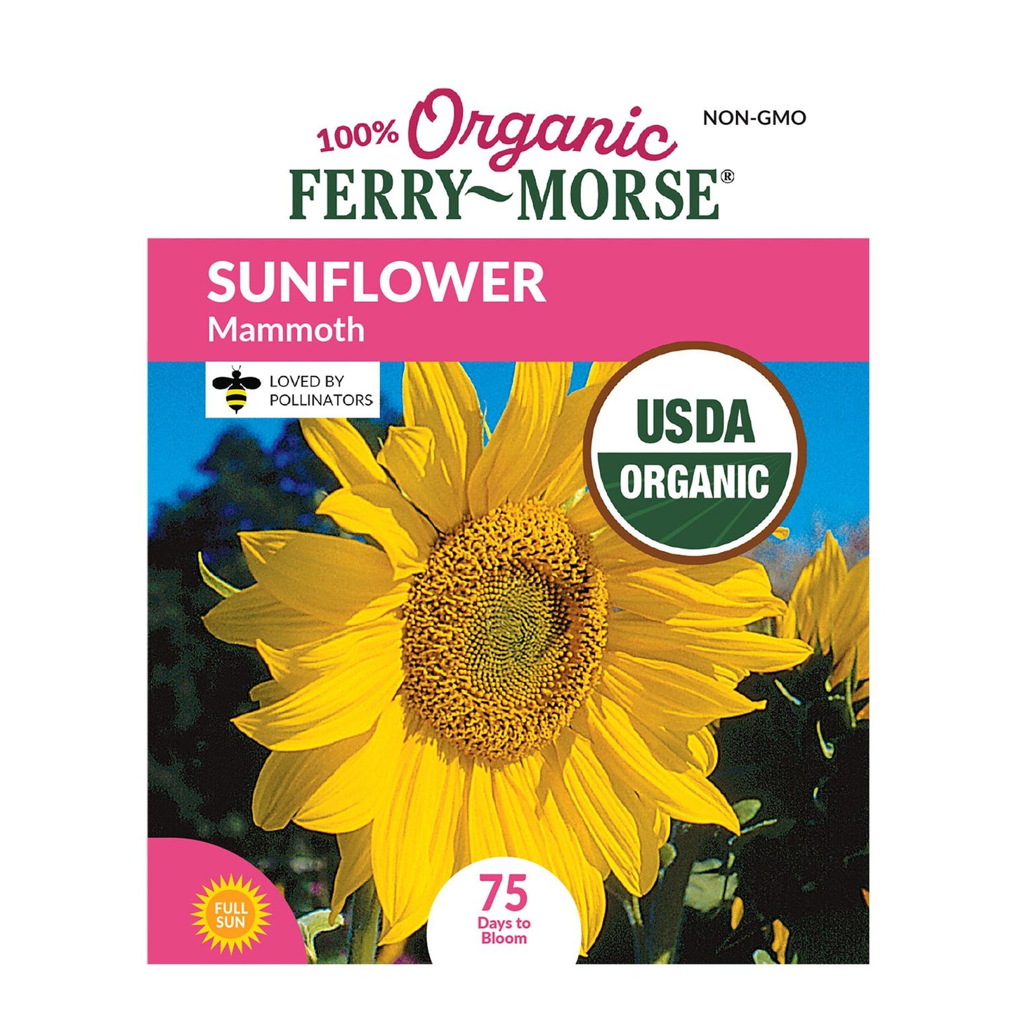 Sunflower, Mammoth Organic Seeds