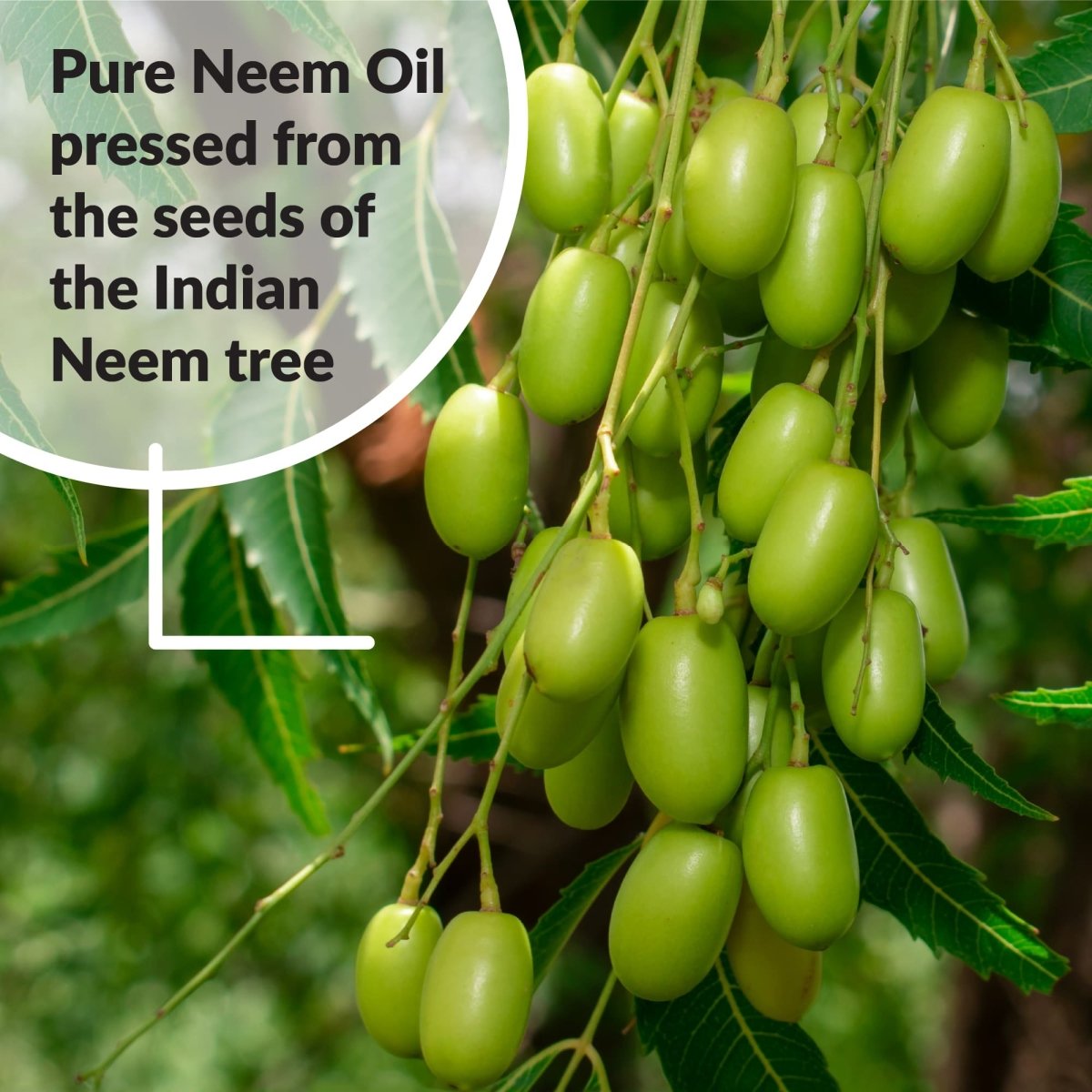 neem plant seeds buy Dyna Gro Pure Neem Oil 8 oz