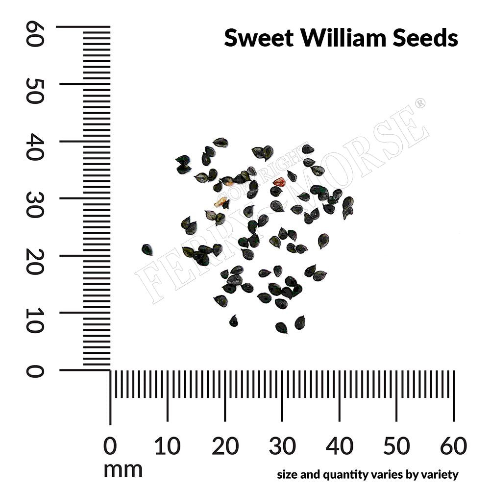 small black flower seeds Sweet William Tall Double Mixed Colors Seeds 700mg from Ferry-Morse Seeds
