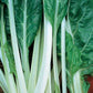 Fordhook Giant Swiss Chard seeds fully mature and harvested.
