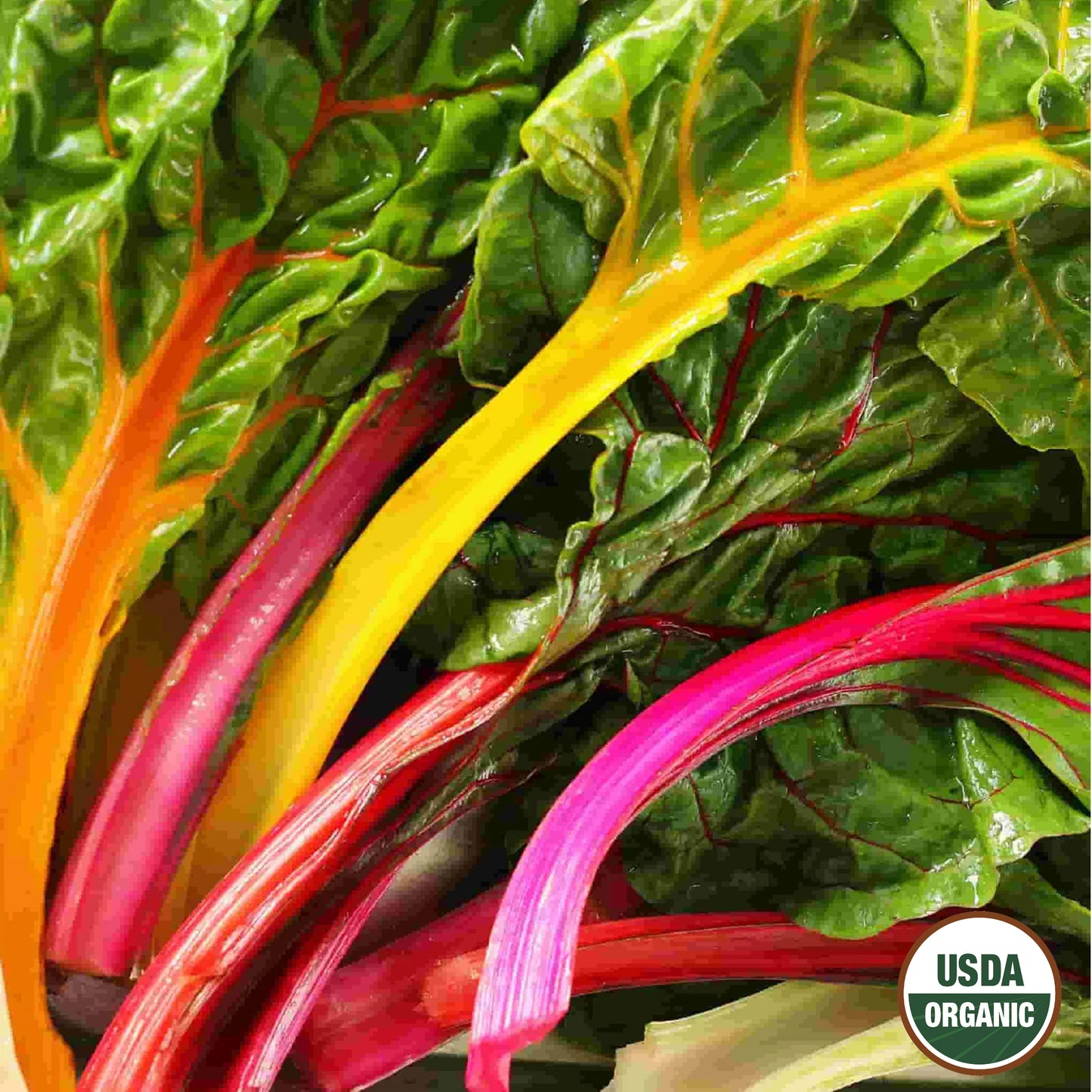 Swiss Chard, Mixed Colors Organic Seeds Online Edition