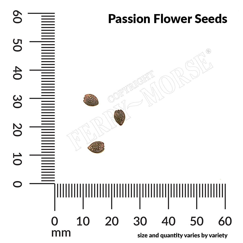 Passion Flower Seeds