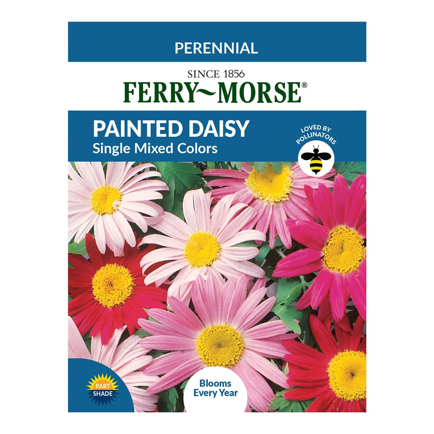 Painted Daisy, Single Mixed Colors  Seeds