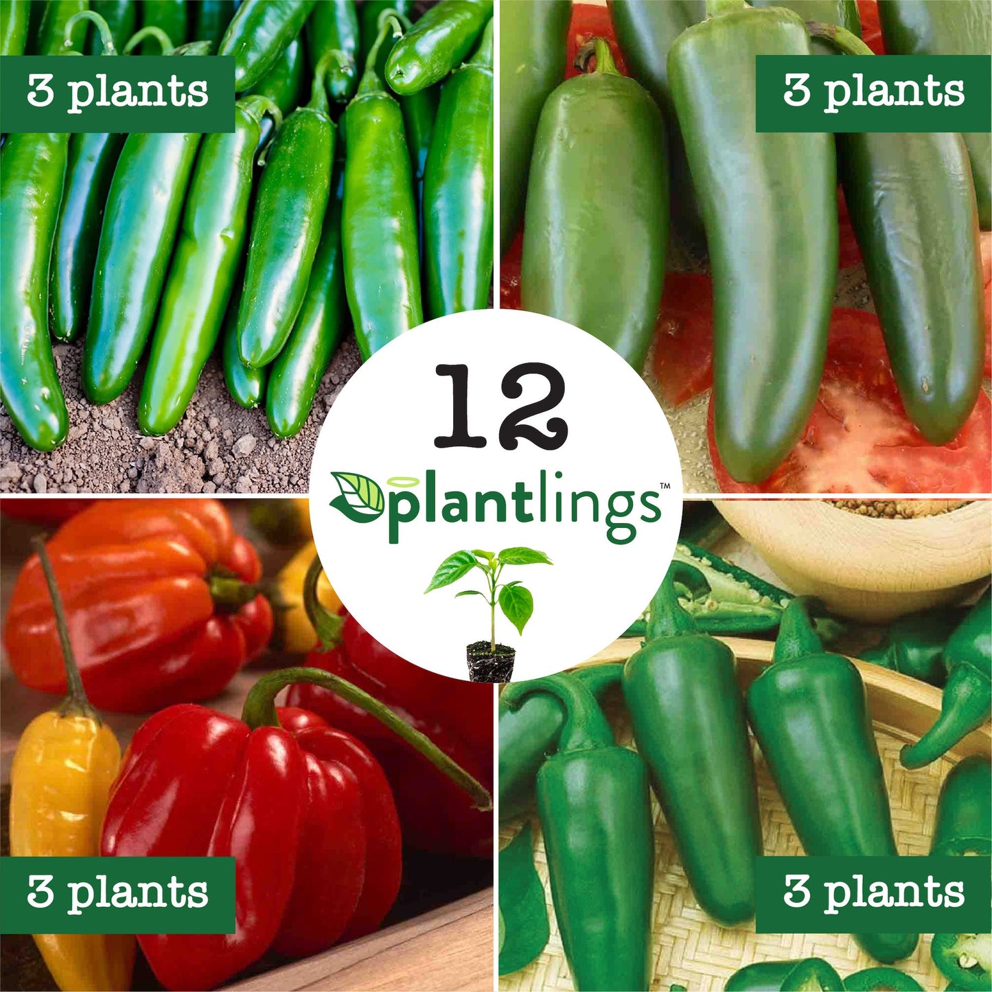 Hot Peppers Plantlings Kit Live Baby Plants 1-3in., 12-Pack
