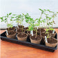 Jiffy Seed Starting Watertight Plastic Plant Tray, 10.75" x 21"