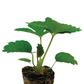 Strawberry Delizz Plantlings Live Baby Plants 1-3in., 3-Pack