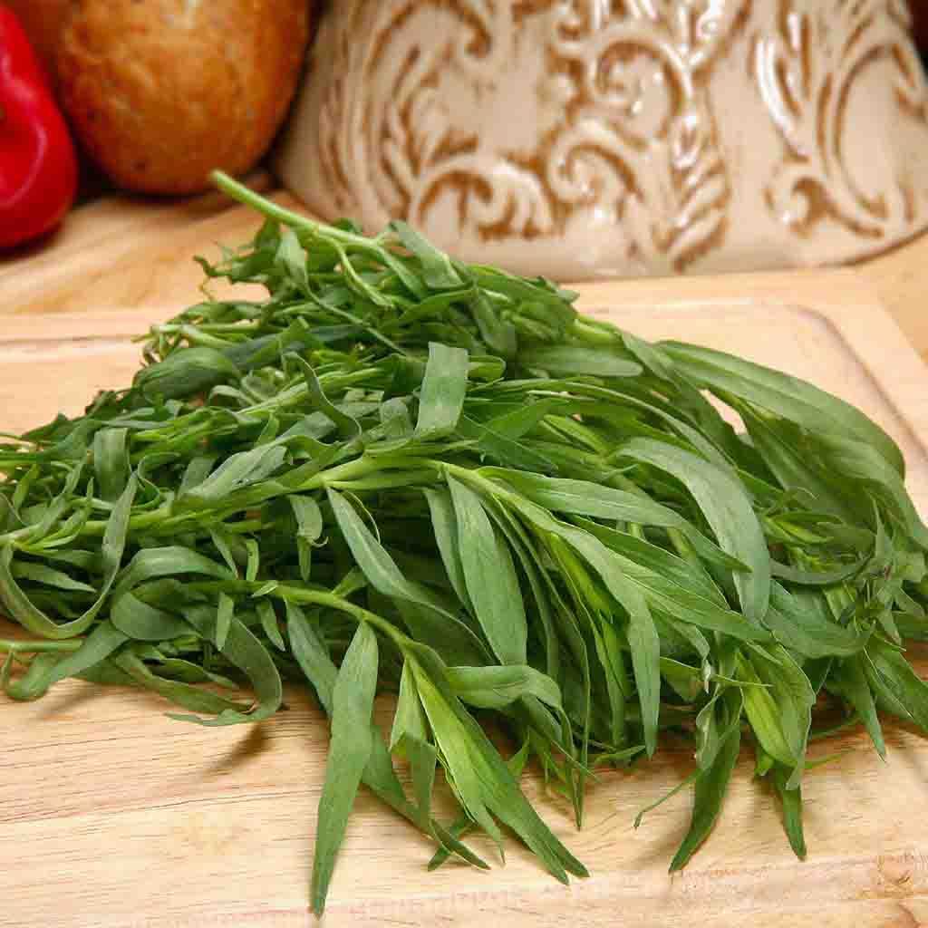Russian Tarragon fully matured and harvested. Picture shows a bundle of long, think, blade-like tarragon leaves.