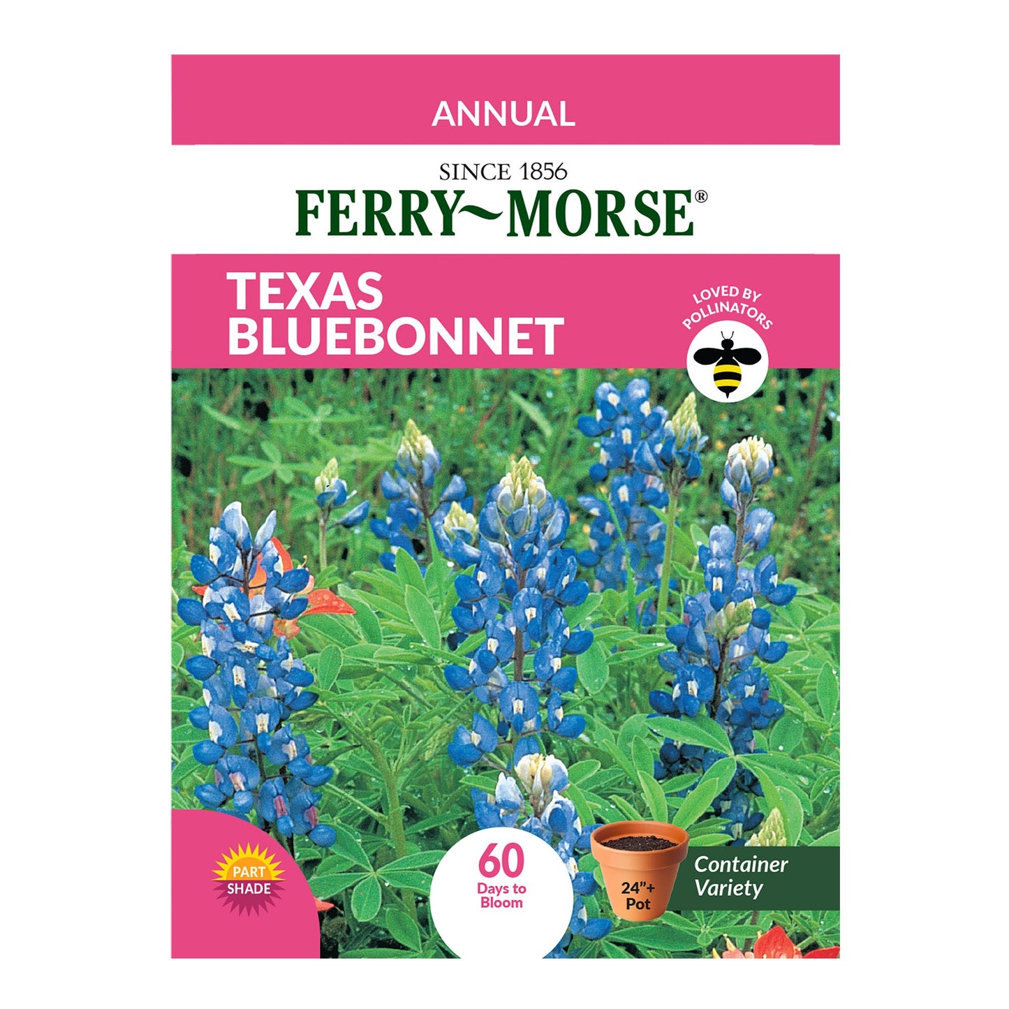 Texas Bluebonnet Seeds