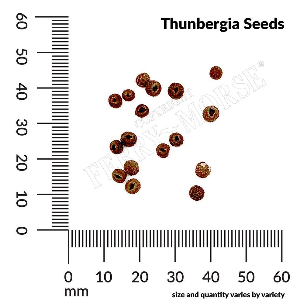planting thunbergia seeds Thunbergia Black Eyed Susan Seeds 1.2g from Ferry-Morse Seeds