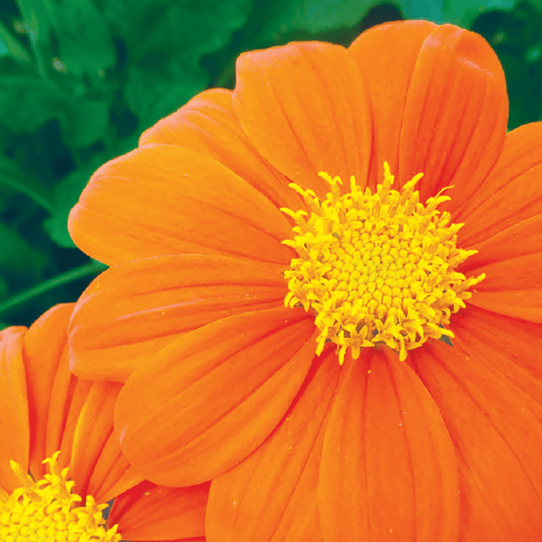 Tithonia_Mexican_croppedvariet