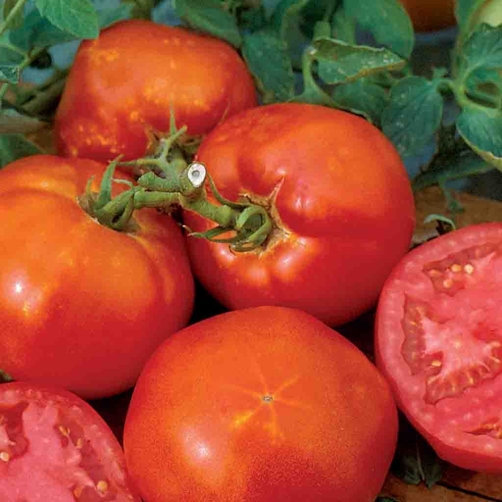 Big Boy Hybrid Tomato seeds from Ferry Morse Home Gardening