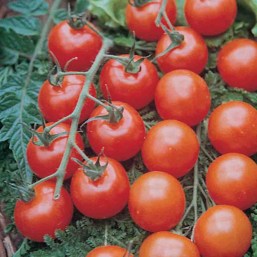 Tomato Cherry Super Sweet 100 Plantlings Live Baby Plants 1-3in., 3-Pack