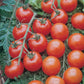 Tomato Cherry Super Sweet 100 Plantlings Live Baby Plants 4in. Pot, 2-Pack