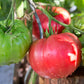 Tomato, Beefed Up Beefsteak Hybrid Seeds Online Edition