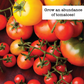 Tomato Lover Organic Seed Variety Pack - 7 Pack