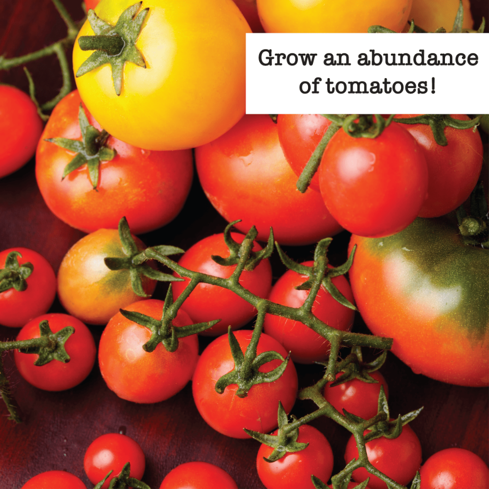 best tomato seeds to plant Organic Tomato Seeds (7 Pack)