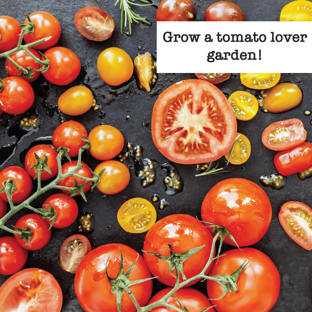 garden treasure tomato seeds Premium Tomato Seeds (10 Pack)